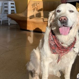 Meet your Posher, Sasha